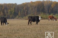 выкса.рф, Сельскохозяйственные организации округа Выкса завершили 2025 год с положительными показателями